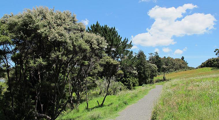 Sanders Dog Lover's Path - Path walks along the fringe of mānuka and bush.