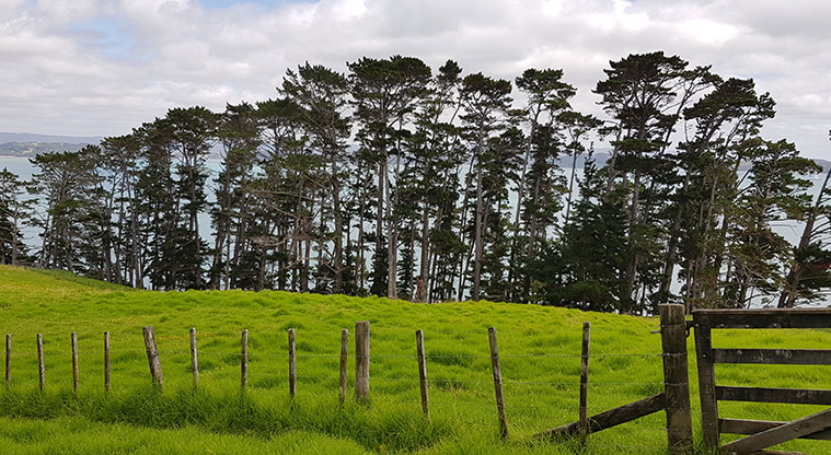 Scandretts Mullet Point Path - Remnant coastal forest.