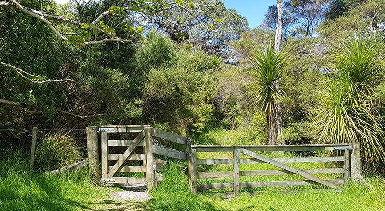 Scandretts Mullet Point Path - Short section through the bush.