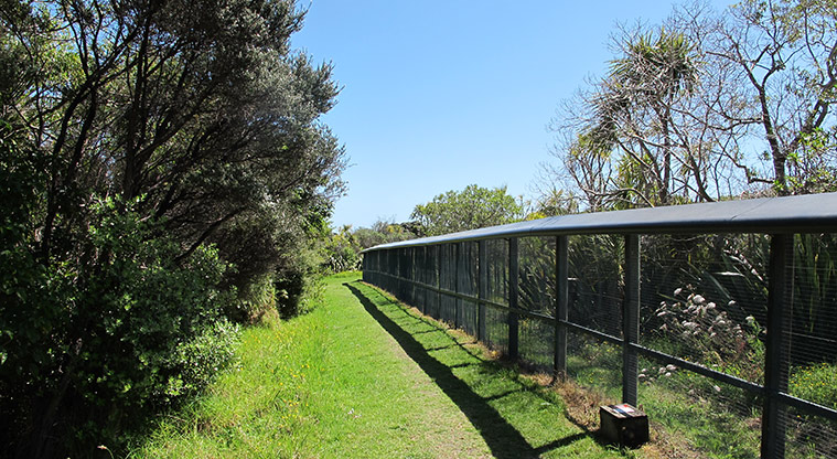 Shakespear Heritage Trail - Path runs alongside a predator proof fence.