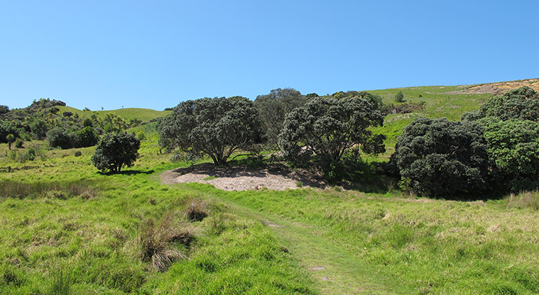 Shakespear Lookout Path - Path winds through coastal pōhutukawa.