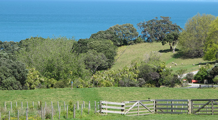 Shakespear Lookout Path - Path back through farm land.