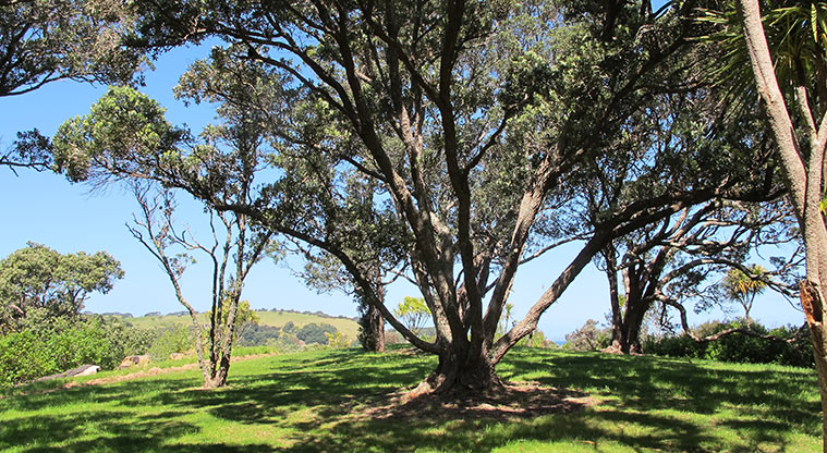Shakespear Lookout Path - Great shaded spot.