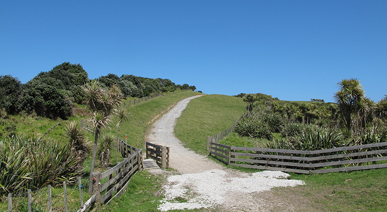 Shakespear Tiritiri Path - Hill leading to farm pasture path.