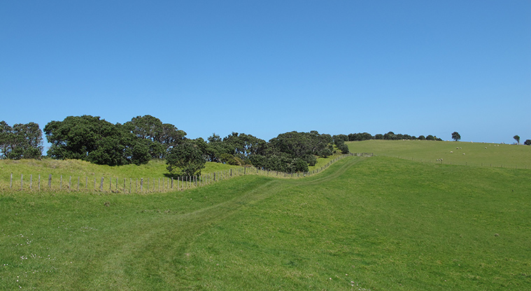 Shakespear Tiritiri Path - Path runs along fence line.