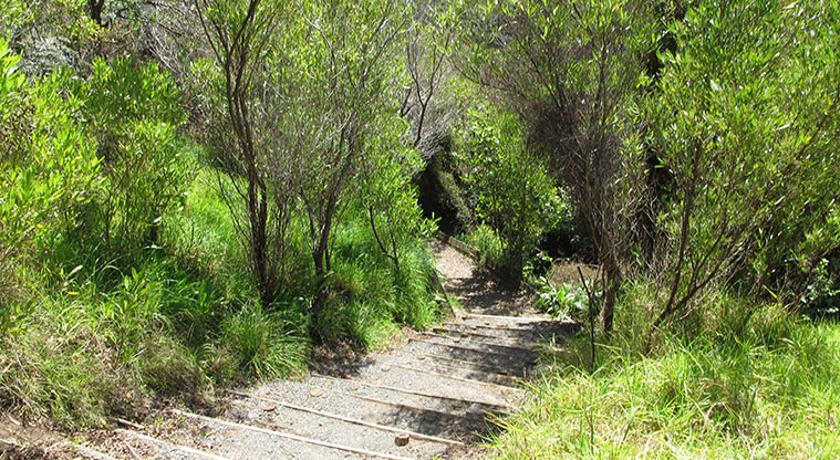 Shakespear Tiritiri Path - Short section of steps down to beach.