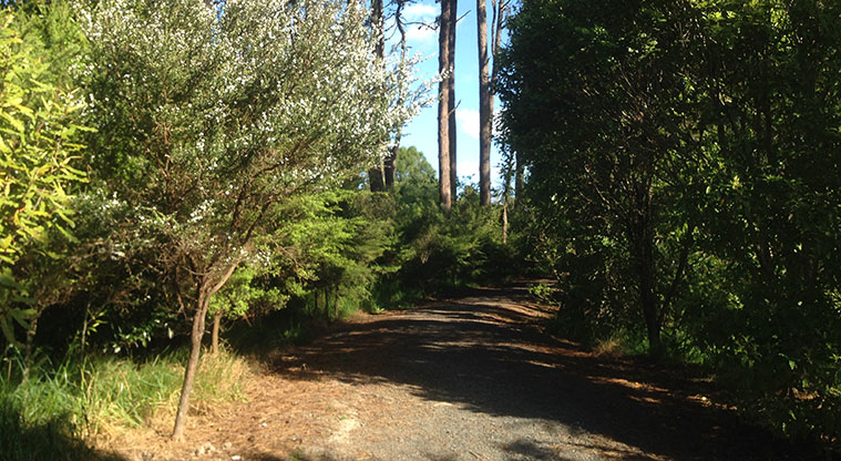 Sister Rene Shadbolt Path - Gravel path bush walk. Photo: Ilai Manu.