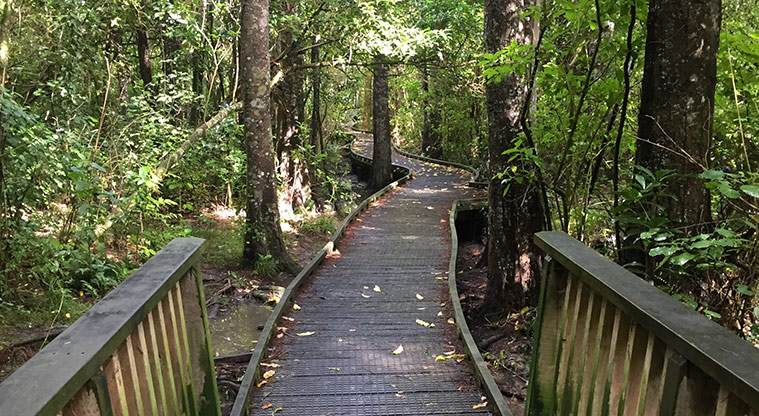 Smiths Bush Path - Cross the stream.