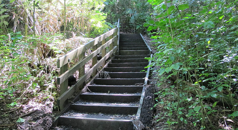 St Johns Bush Path - The path does include some easily manageable steps.