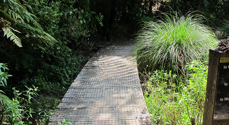 St Johns Bush Path - Some short board walk sections.