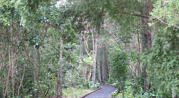 Stancich Reserve Path - Stroll through the established stand of kahikatea.