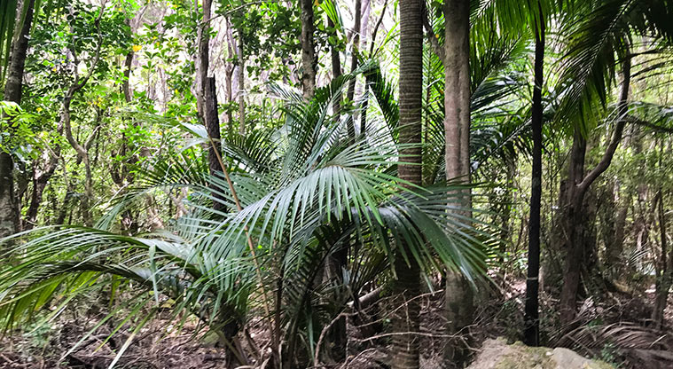 Station Rock Path - Nīkau and other native trees surround you on all sides.