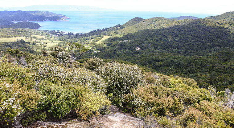 Station Rock Path - Old mānuka on the summit – it takes a tree years to get up to 50cm in height.