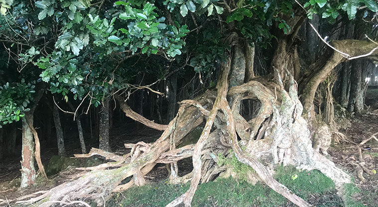 Stony Batter Path - You’ll pass some very old forest remnants with pūriri, karaka and tarata trees.