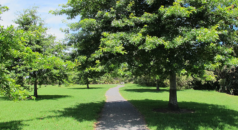 Taipari Path - Walk along the coastal edge and under shaded trees.