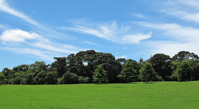 Taipari Path - Lots of off-leash dog space.