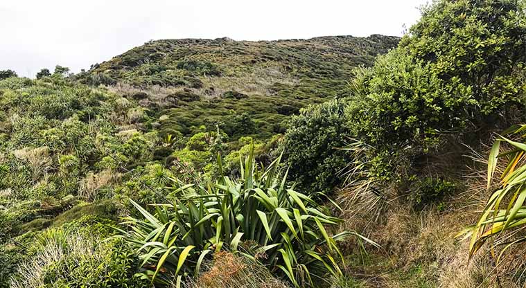 Tasman Lookout Path - Once up on the ridge, the landscape opens up. The hills here are covered in young, regenerating forest.
