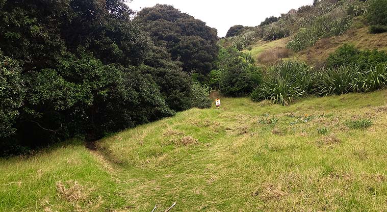 Tasman Lookout Path - Head up the track that leads into the forest to reach the stunning blow-hole.