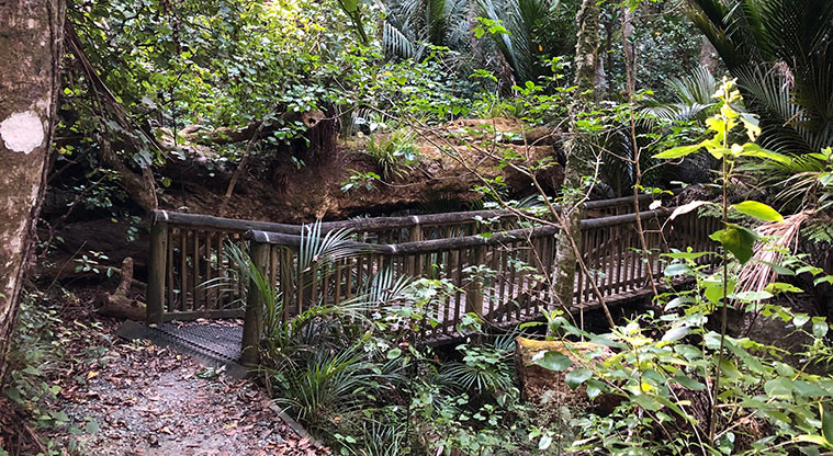 Tāwharanui Ecology Path - Amazing clearing amongst singing birds.