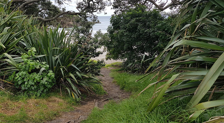 Tāwharanui Ecology Path - Low tide option: Walk up through beach access track.