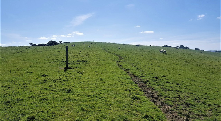 Tāwharanui West End Path - Path runs through sheep paddocks.