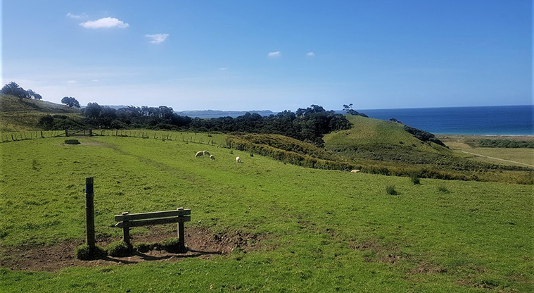 Tāwharanui West End Path - Continue straight where the Mangatawhiri track joins.