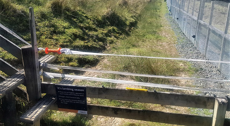 Tāwharanui West End Path - You will need to negotiate some fencing, especially in lambing season.