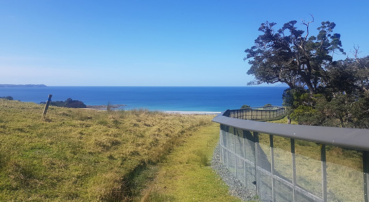 Tāwharanui West End Path - Path to beach alongside the predator fence.