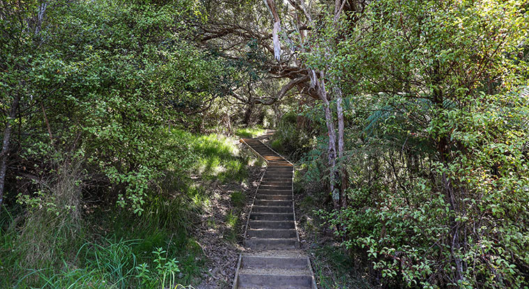 Tawhitokino Beach Track - Stairs in track.