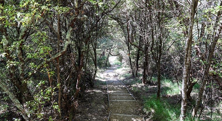 Tawhitokino Beach Track - Path down from Papanui Point.