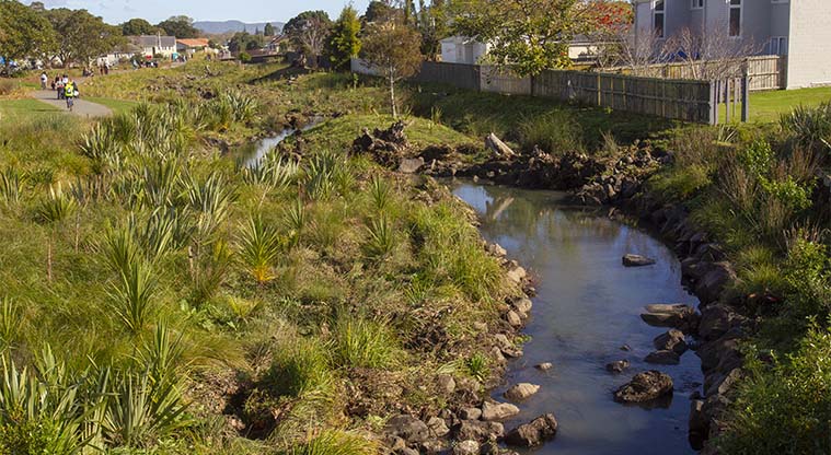 Wesley Path - restored planting at Te Auaunga – Oakley Creek.