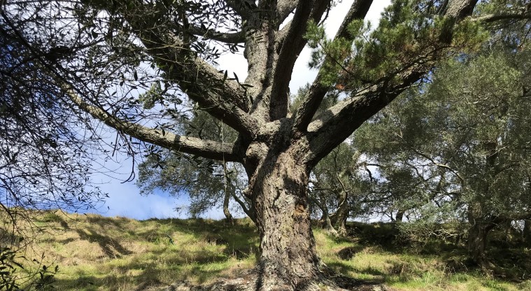 Te Kōpuke / Tītīkōpuke / Mt St John - A mature tree along the crater rim.