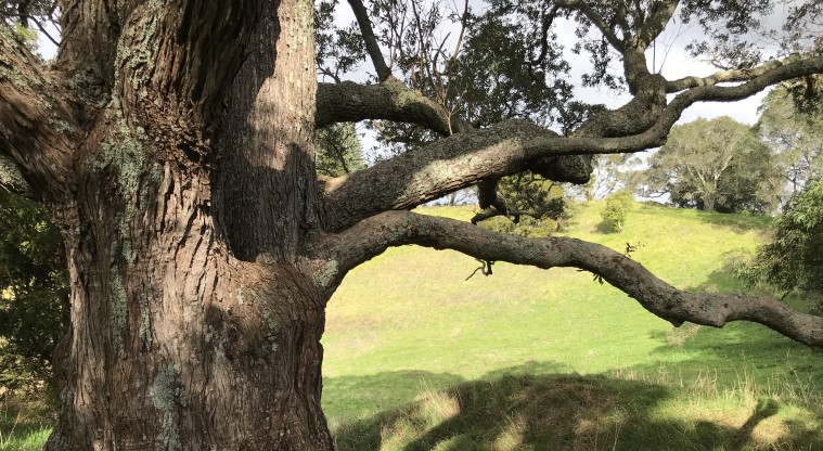 Te Kōpuke / Tītīkōpuke / Mt St John - A large huge pōhutukawa tree next to the track back down to Mount Saint John Avenue.