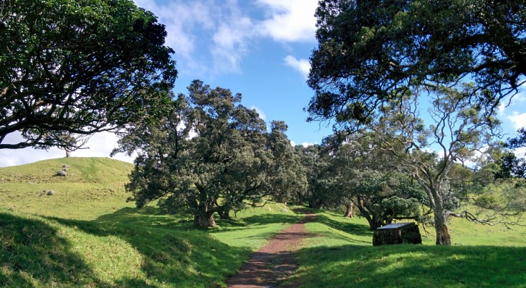 Te Pane o Mataoho / Te Ara Pueru / Māngere Mountain Path - Section of the path through trees.