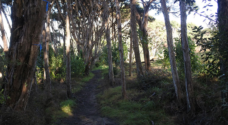 Te Toki Circuit Path - The forest paths skirts the edges of the open field. This is an area where dogs need to be on the lead.