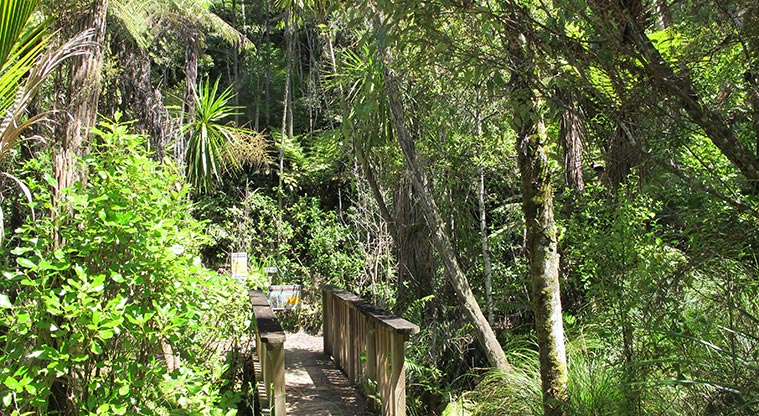 Three Streams Path - Alternative start point for Dairy Flat Highway car park.