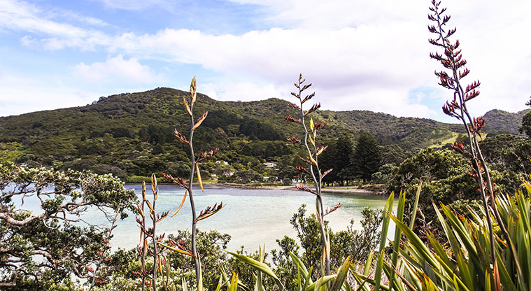 Tryphena Path - Coastal part of the walk has ever changing vistas.