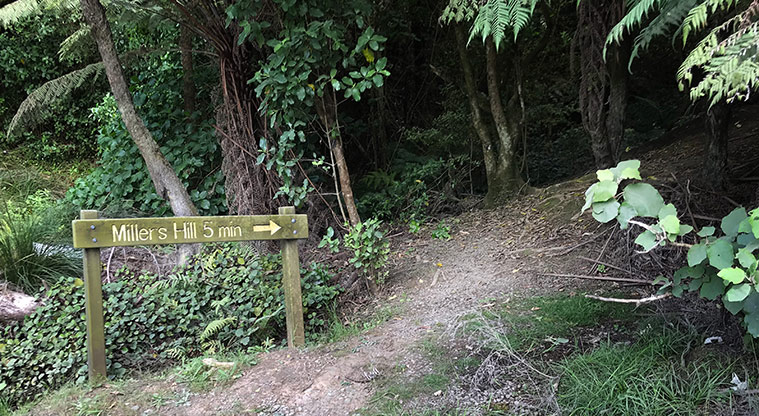 Tryphena Path - Take the Millers Hill track back to Gooseberry Flat.