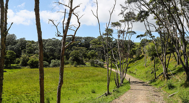 Tāpapakanga Historic Path - Amble through the farmland.
