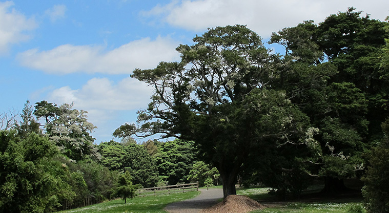 Totara Puhinui Creek Path - Walk along the fringe of a tōtara forest.