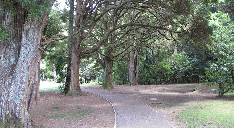 Totara Puhinui Creek Path - Wind through the established tōtara.