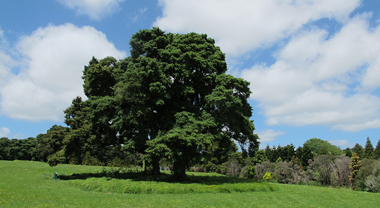 Totara Puhinui Creek Path - Plenty of grass for off leash dog exercise.