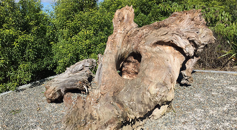 Waimahia Path - Climbing for small kids along the way.