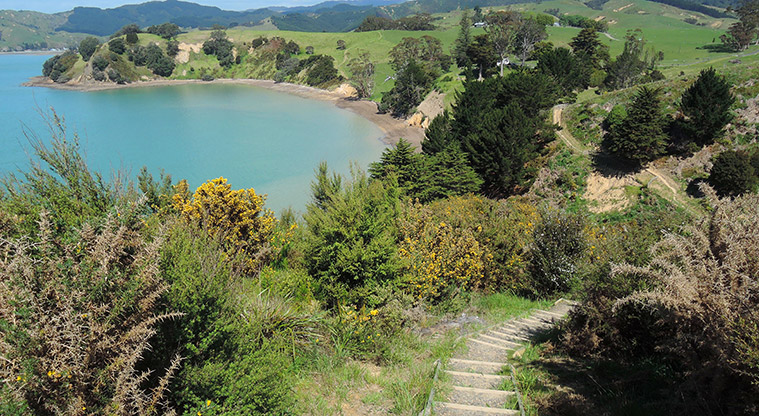 Waitawa Kererū Path - Steps down to Waitawa Bay