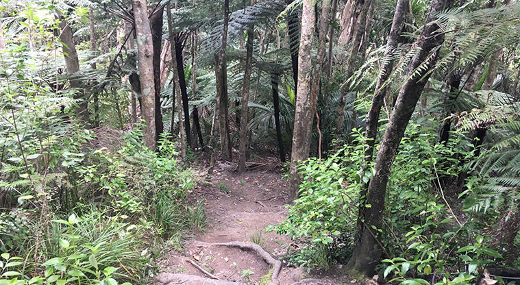 Wenderholm Perimeter Track - Some steep sections of unformed track.
