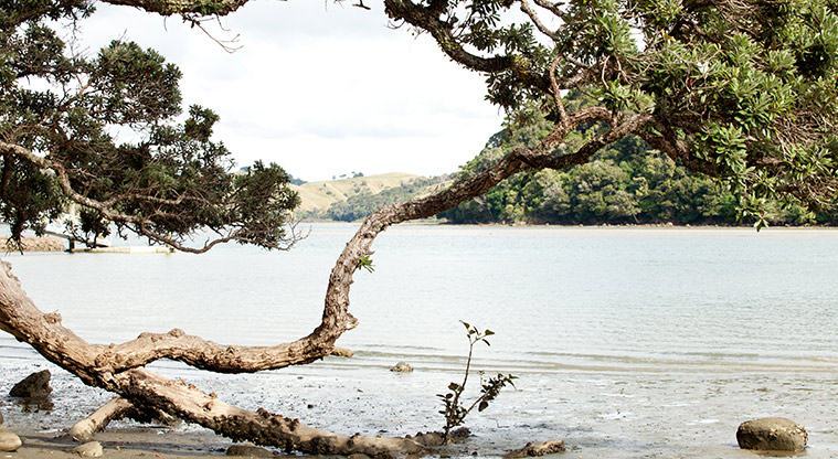 Wenderholm Te Akeake Path - Great views framed by the huge Pohutukawa