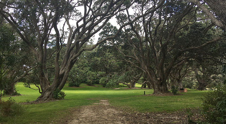 Wenderholm Te Akeake Path - Stroll under the grand trees.