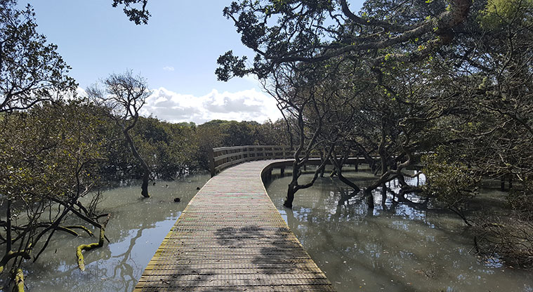 Weona-Westmere Path - Boardwalk through tidal mangrove area.