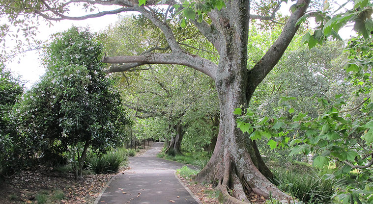 Western Park Path - Typical section of path through established trees.