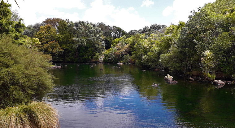 Western Springs Loop Path - Springs lake with numerous birds to see.